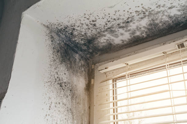 Affordable Mold Cleanup solutions in Lombard, IL